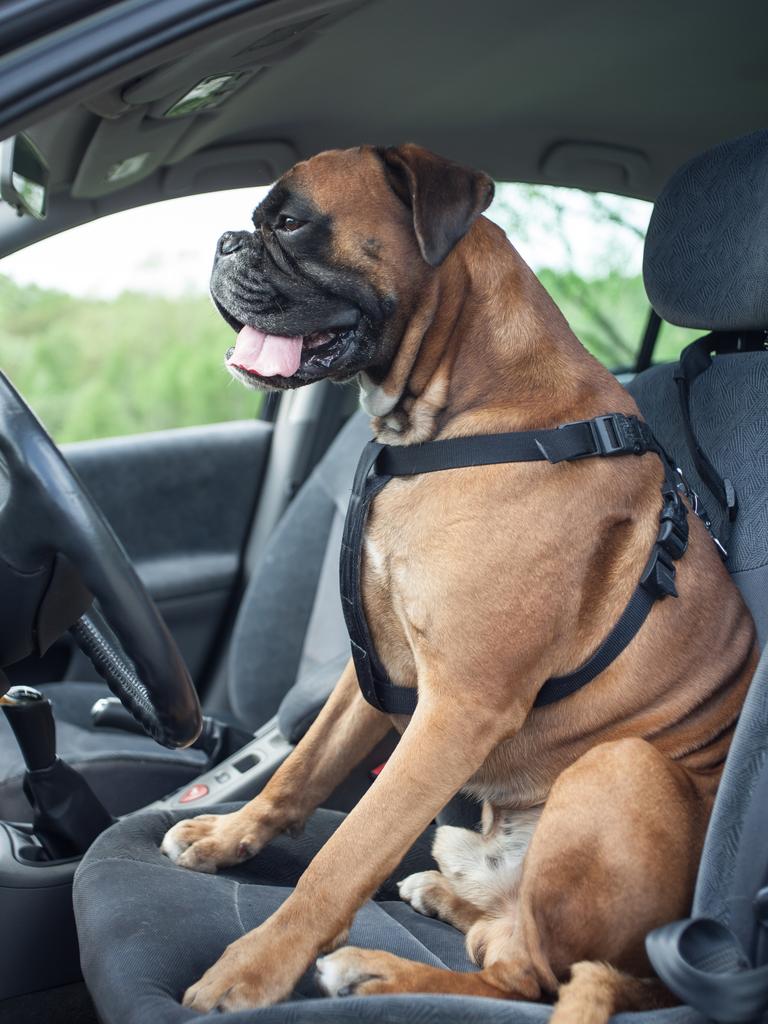 Can a dog sit in the outlet front seat of a car