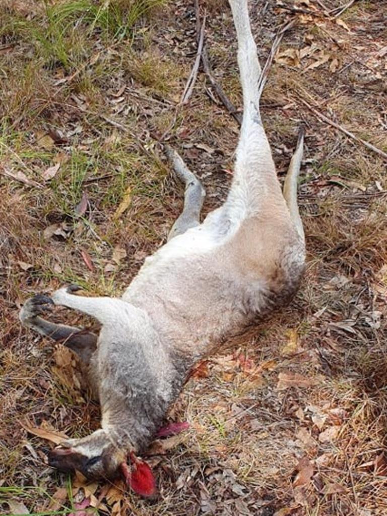 The kangaroo killed by a driver in a Curra suburban street.