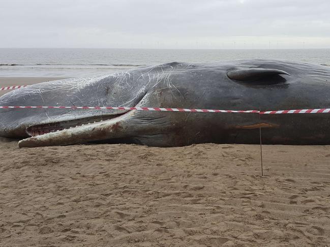 In a handout picture released by the Maritime and Coastguard Agency (MCA) on January 24, 2016 a dead sperm whale is seen washed up on a beach near Skegness in northeast England on January 24, 2016. Four sperm whales believed to be from the same pod washed up on beaches in northeast England. Three whales were found on a beach near Skegness on the evening of January 23 and one died on Hunstanton beach on January 22. RESTRICTED TO EDITORIAL USE - MANDATORY CREDIT " AFP PHOTO / MCA - NO MARKETING NO ADVERTISING CAMPAIGNS - DISTRIBUTED AS A SERVICE TO CLIENTS