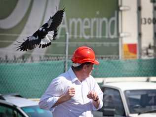 Magpie nesting season has started in the Tweed. Picture: Blainey Woodham