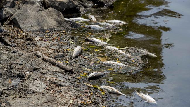 Benowa residents said “thousands” of dead fish have washed up in the area in recent weeks. Picture: Jerad Williams