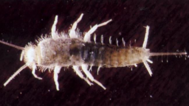 Silverfish can be a real pest.