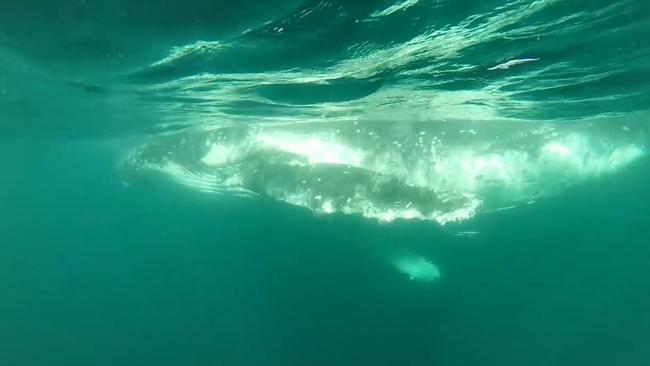 The humpback whale swims away after it was freed. Photo Sea World