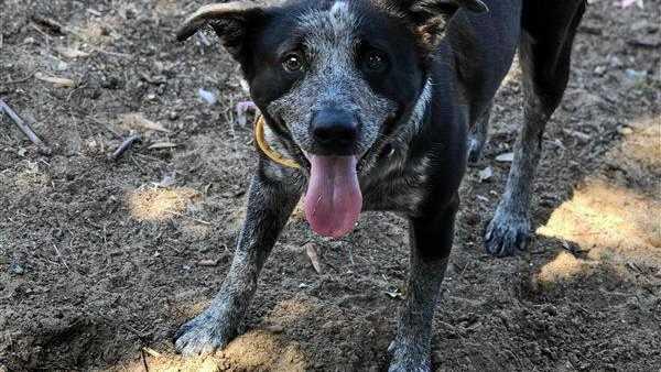 Dondi is pet of the week at Coffs Harbour RSPCA shelter. Picture: Contributed