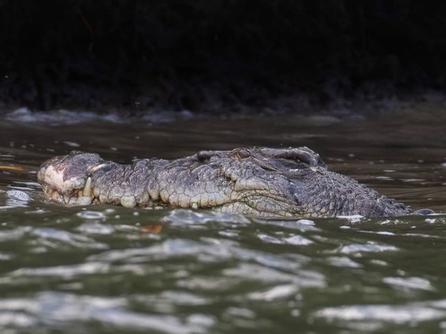 Scarface the crocodile hasn't been seen roaming the Daintree River since February.