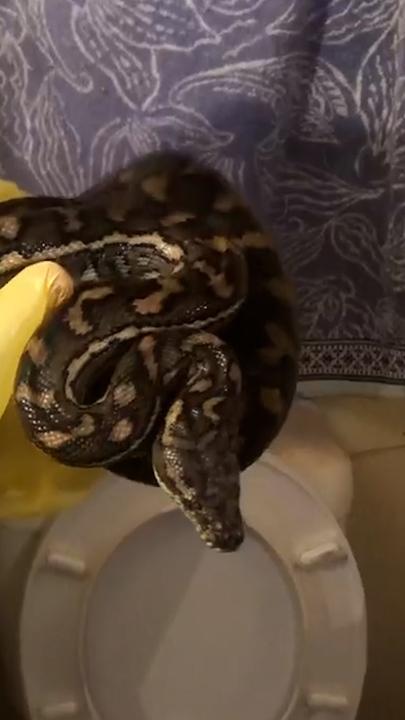 Elusive python in toilet sends snake catchers round the bend (literally)