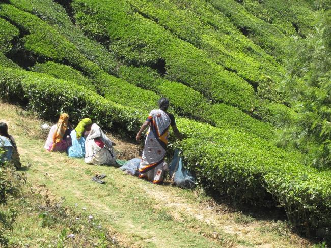 A tea plantation in southern India.