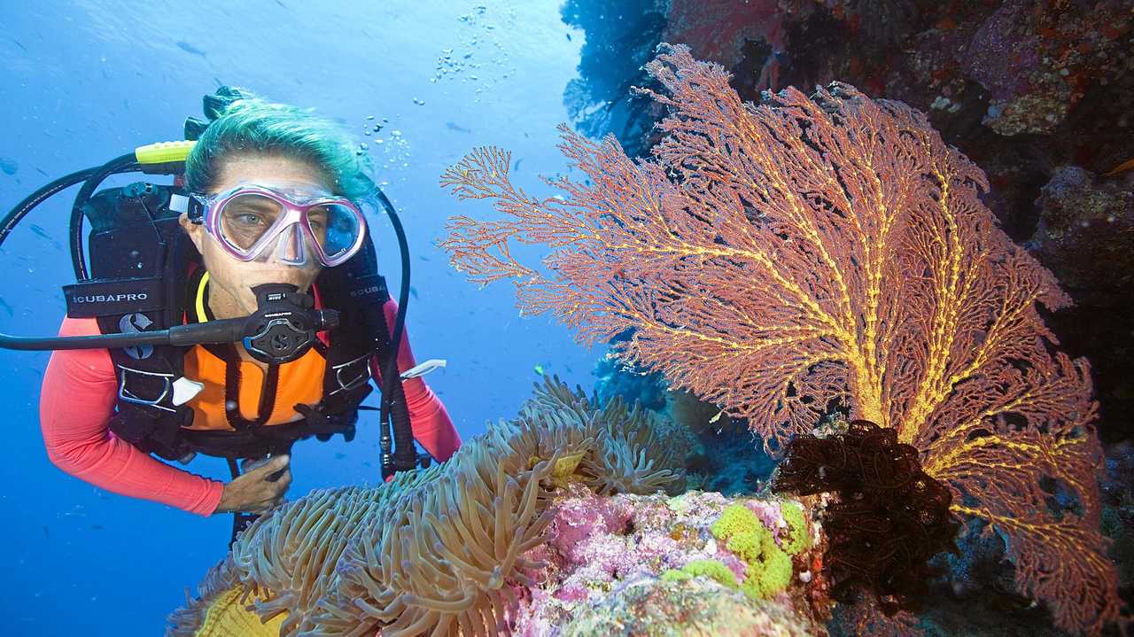 Documentary explores how we can keep beauty of our Reef | The Courier Mail