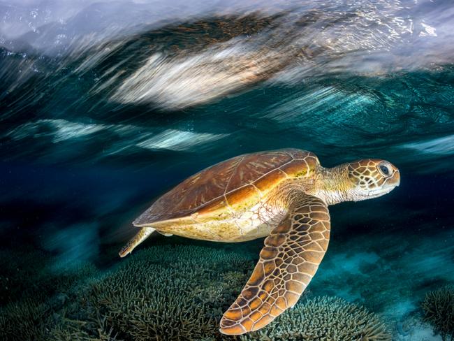 The Reef Wanderer. “While snorkelling in the lagoon late one afternoon I crossed paths with this endangered green sea turtle. I took this photo using a slow shutter speed to capture the movement of the wind-swept ocean surface and contrast with the calm below as the turtle gracefully and effortlessly glided along.” Picture: Jordan Robins/Australian Geographic