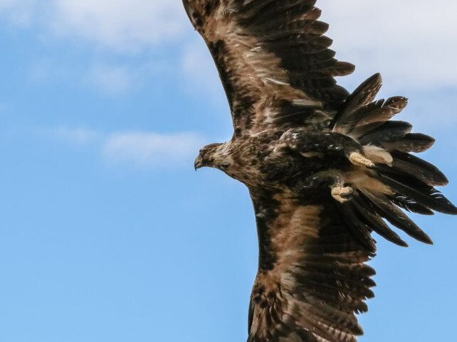 This Wedge-tailed eagle was captured flying away shortly after being released into the wild by Raptor Refuge at northern Bruny Island. Picture: Bronwyn Scanlon.