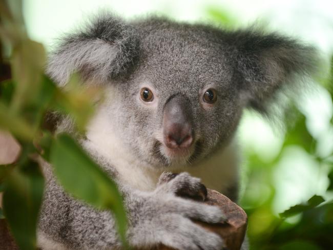 Osprey House, Griffin. Friendship force North Moreton hosting visitors from US and Bundaberg.  Koala "Elsa" of Daisy Hill Koala centre