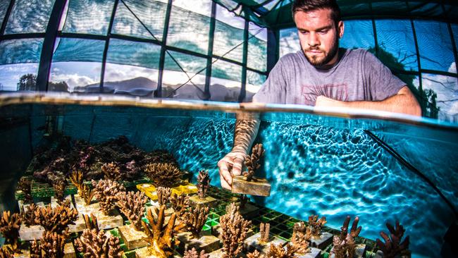 A researcher growing coral at the Australian Institute of Marine Science. Picture: Christian Miller.