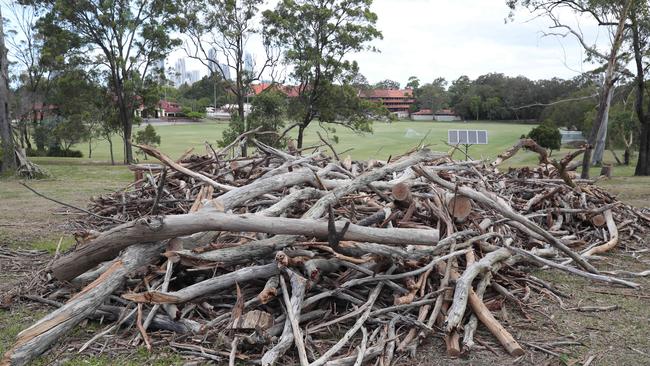 A large quantity of gum trees have been chopped down at TSS. Picture: Glenn Hampson.