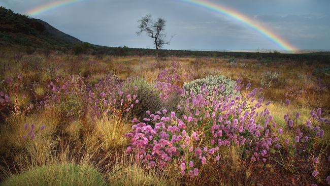 WA wildflowers.