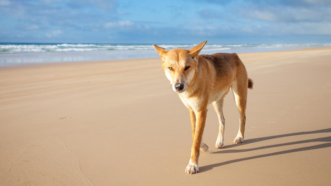 The act is prohibited on the island. The maximum fine a court can impose for feeding a dingo is $11,500. Picture: istock