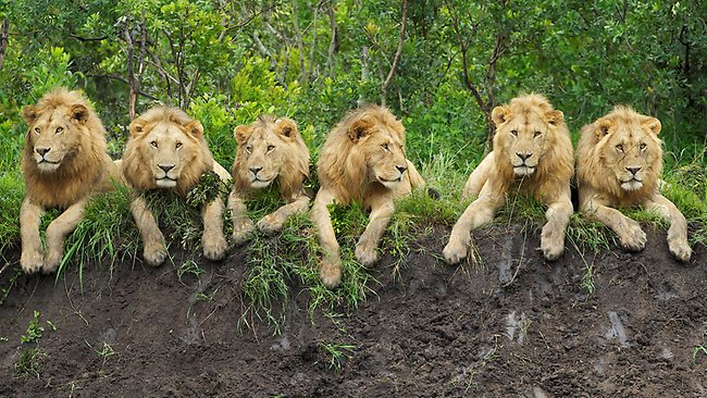 Six killers all in a row for a once in a lifetime photo news