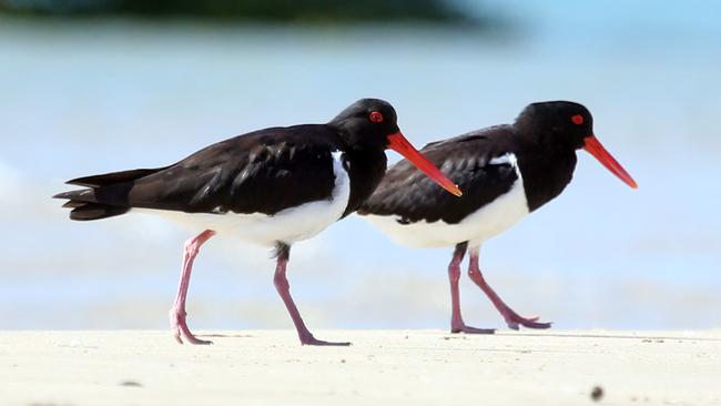 A pair of Pied Oystercatchers on Curlew Island. Picture: Richard Gosling.
