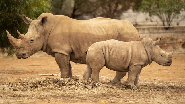 Eshe, the southern white rhino calf on her first birthday, with her mother Umquali. Picture: Adrian Mann/Zoos SA