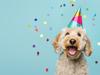Happy cute labradoodle dog wearing a party hat celebrating at a birthday party, surrounding by falling confetti
