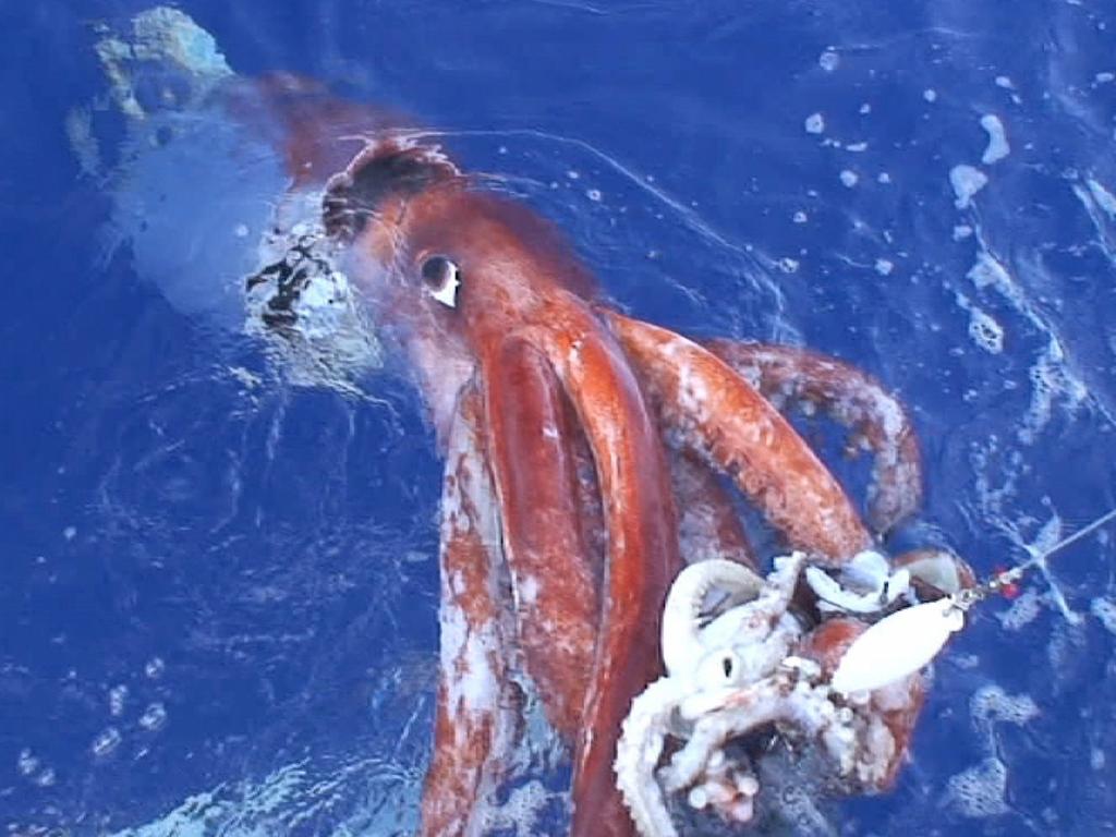 In 2006 south of Tokyo a research team succeeded in filming the giant squid live, using bait squid. Picture: AP