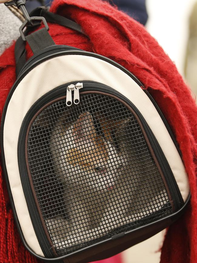 A cat was among those evacuating from Mallacoota. Picture: David Caird