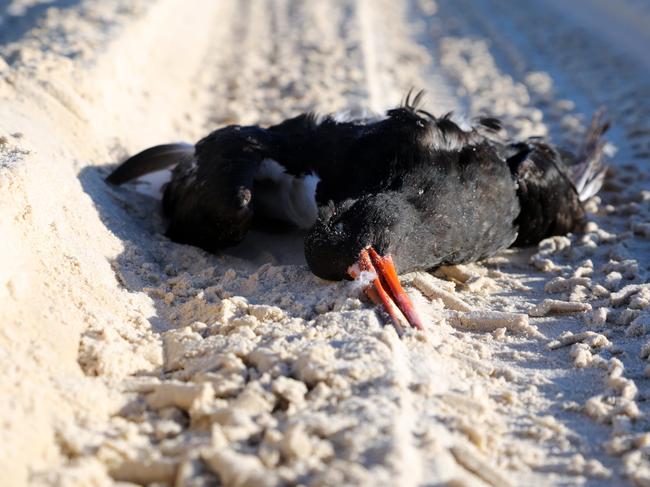 ‘Not a highway’: Residents condemn damaging beach driving