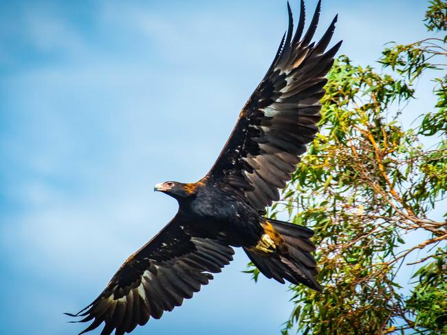 Wedge-tailed Eagle: Shot on Nikon D5 with 200-500mm f5.6 – 1/1600, f9, ISO 800 (Shot from a “tinnie”)Picture: Rob Ainsley