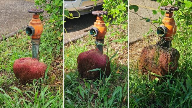 A mysterious red lump has stumped the internet