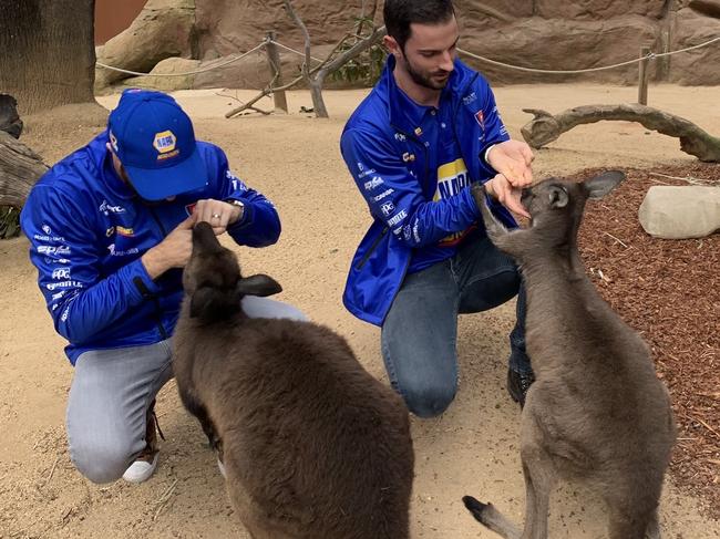 Indy Car drivers Alexander Rossi and James Hinchcliffe (left) meet a couple of fury friends in Sydney before Sunday’s big race.