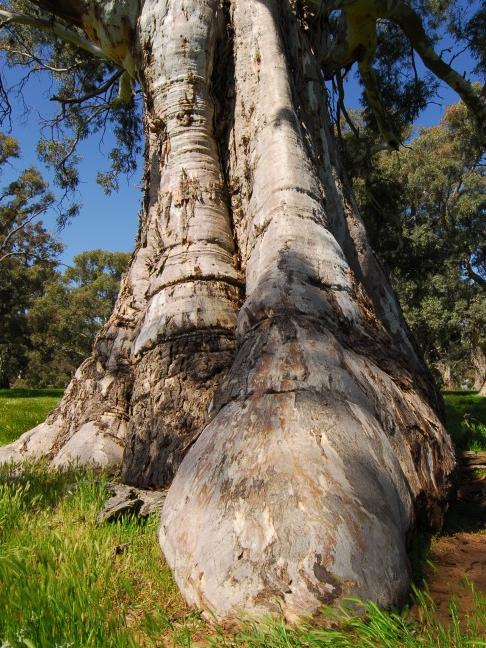 Old Emu Foot in Melrose is the biggest tree in South Australia on the National Register of Big Trees run by Derek McIntosh.