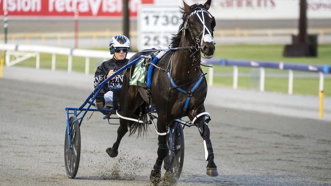 Champion pacer Lazarus will be aiming to bounce back from a shock defeat at Menangle last weekend. Picture: Ashlea Brennan.