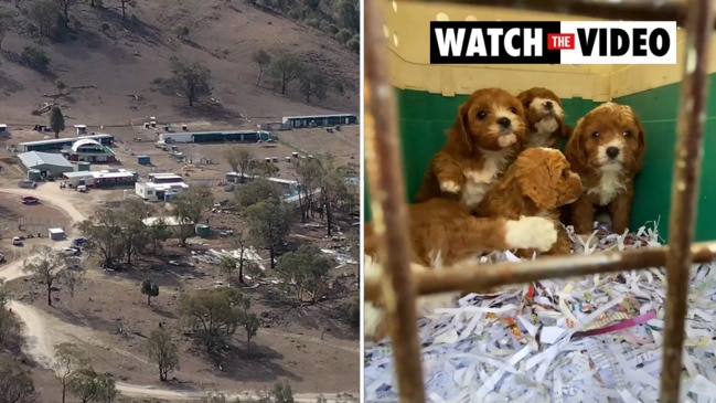 Dogs in distressing conditions filmed at Copeton puppy farm