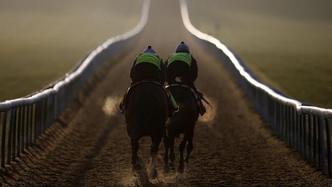 Racehorses climb the Warren Hill gallop at Newmarket, England. Racing NSW plans to use the Newmarket training facility as a model for a Sydney facility. Picture: Alan Crowhurst / Getty Images