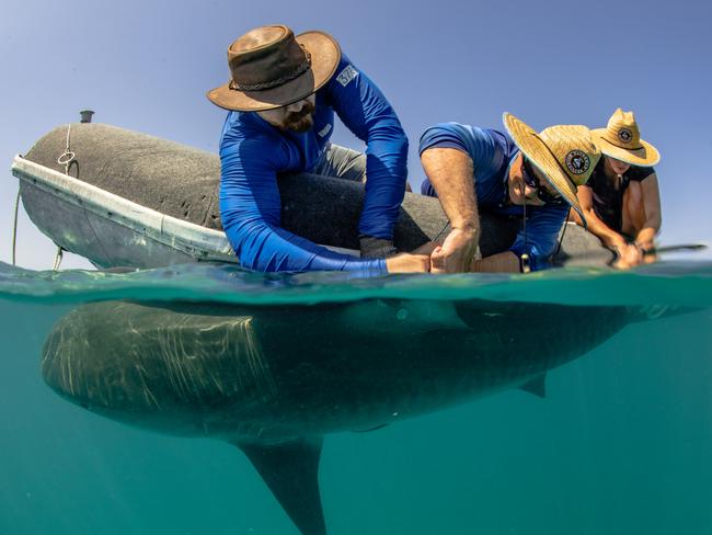 Biopixel Oceans Foundation staff tag a tiger shark. Picture: Erica Heller