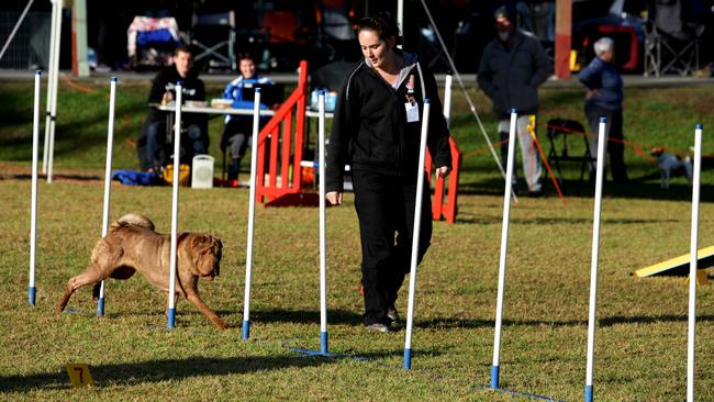 Dog trainer Rachael Fullerton with shar pei Peityn, at agility dog trials at Castle Hill.