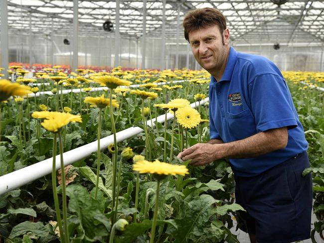 Flower farmer Nate Olivieri at his major greenhouse flower operation at Doyalson.