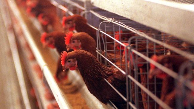 Battery chickens could be outlawed in Australia by 2036. Picture: Alan Funnell