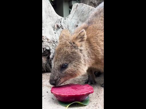 Animals beat the heat with iced fruit treats at Ballarat Wildlife Park