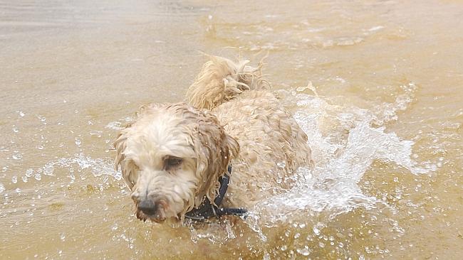 Dog owners to learn new tricks from Warringah Council course | Daily ...