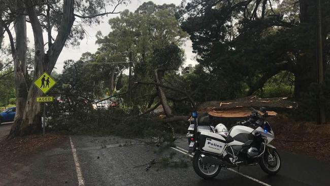 A large tree fall across Nairne Road at Woodside on Thursday morning as well. Picture: Lydia Kellner.