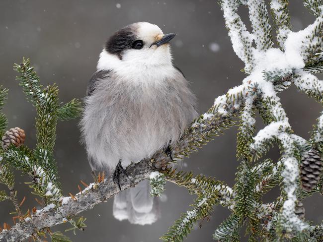 A Canada jay in Adirondack Park, New York, secured a bronze award for Jake Levin, of the US, in the Best Portrait category. Picture: Jake Levin / Bird Photographer of the Year