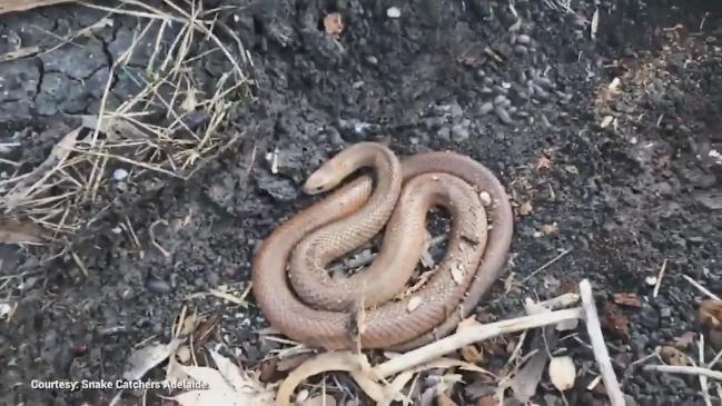 Snake catchers capture a poisonous brown snake in Adelaide