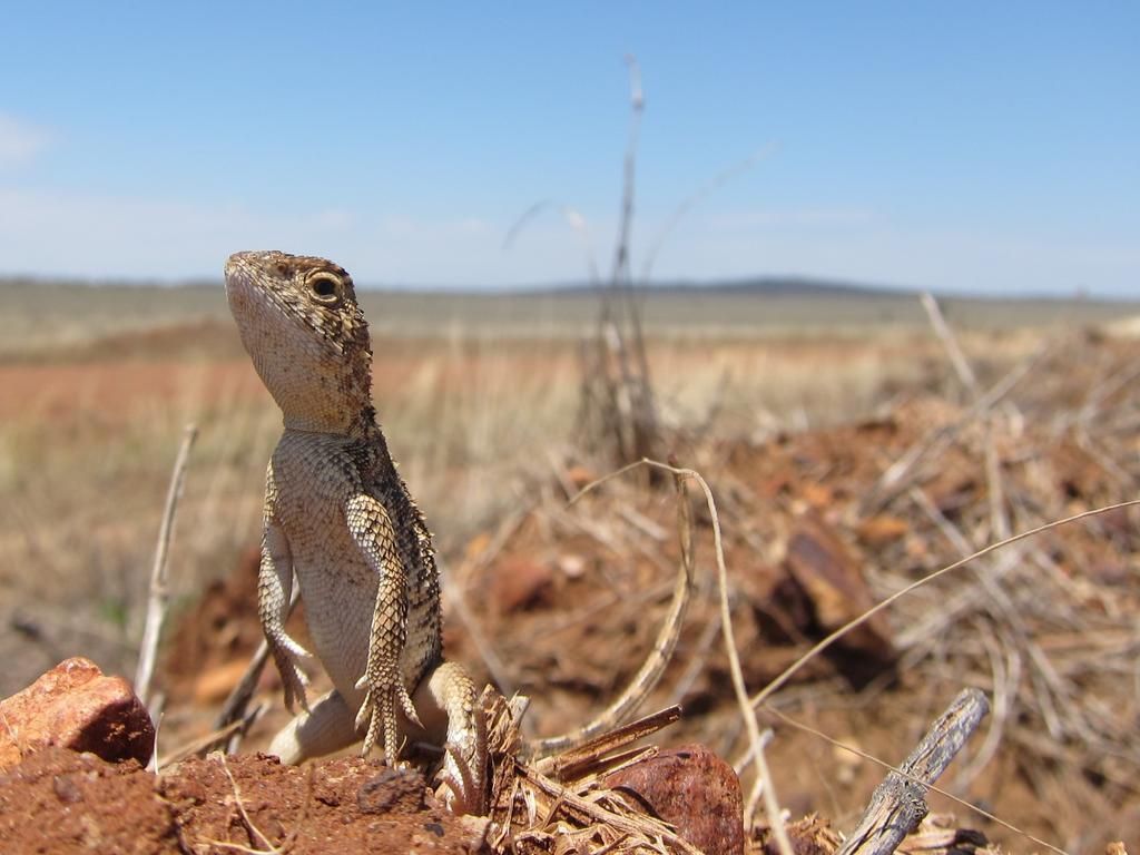 The tiny lizard has caused big problems for first home buyers. Picture: Supplied