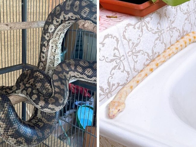 Owner united with missing snakes Picture: Facebook