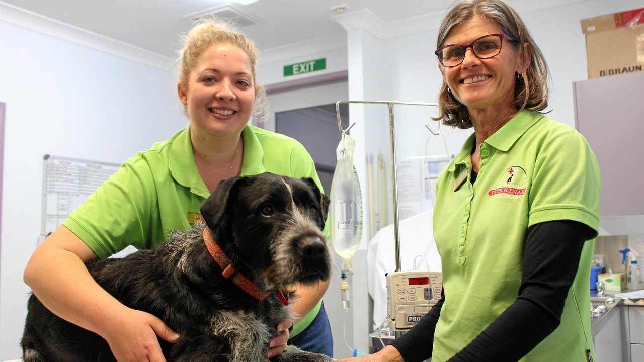 BIG HEART: Condamine Veterinary Clinic's Tiana Bowyer and Cathy Marlton have a lot of love for Bruce, their resident blood donor who comes to the rescue when there's an animal in need. Picture: Marian Faa