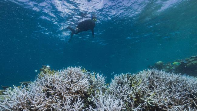 Coral bleaching on Stanley Reef, Great Barrier Reef, March 23 2022. Picture: Harriet Spark