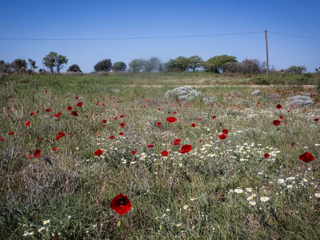 A field of poppies near the site of the Gallipoli landing. Picture: Frank Bessiere/News Corp Australia