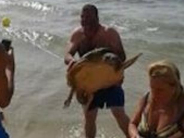 Picture: Greenarea.me An endangered turtle is fighting for life after reportedly being dragged from the sea by tourists, stepped on and beaten.