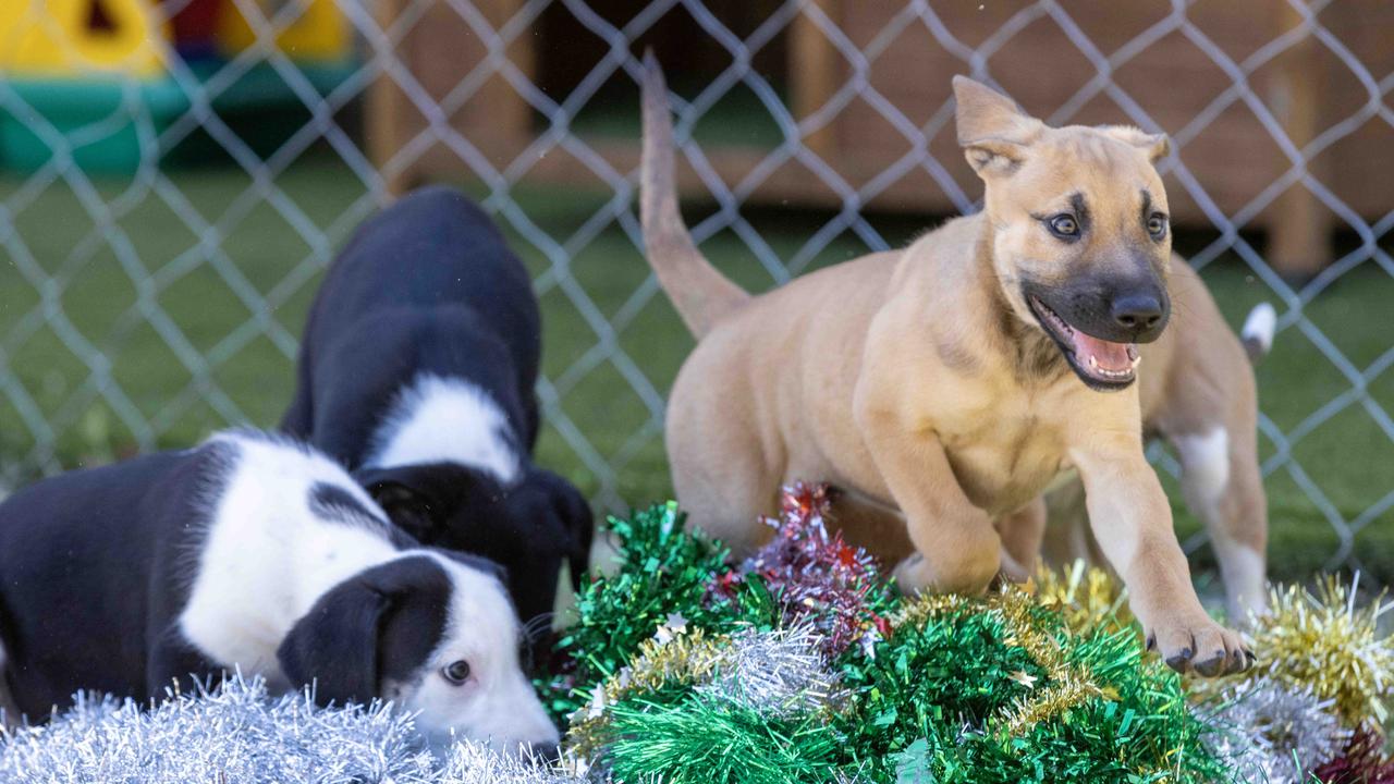 Dog Rescue group Scruffer Lovers Inc have a litter of Golden Retriever Cross puppies, all named with a Xmas theme. Elf, Grinch and Pudding. Picture: Kelly Barnes