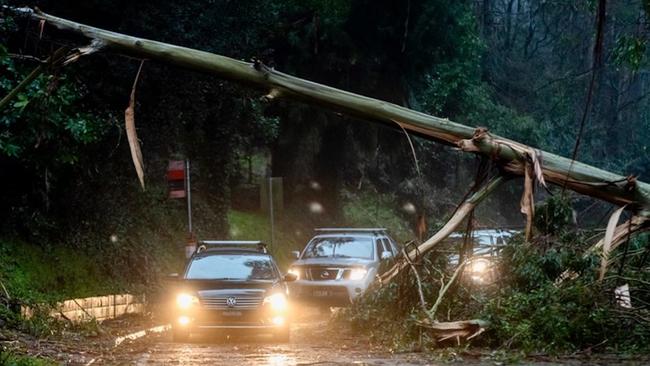 Trees down in Montmorency.